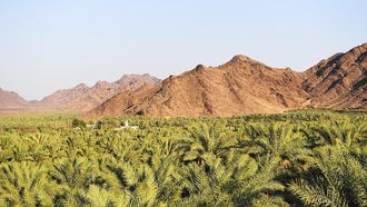 Date Harvest Begins In Madinah