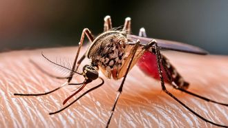 How Mosquitoes Track Humans