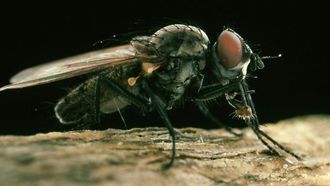 Mosquitoes Track Humans By Infrared