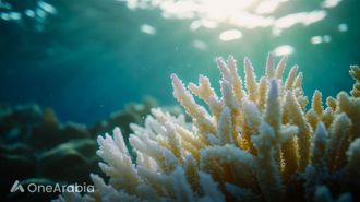 Reef Hits 400-Year Temperature Peak