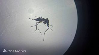 تنبيهات مركز السيطرة على الأمراض بشأن ارتفاع حالات الإصابة بفيروس أوروبوش