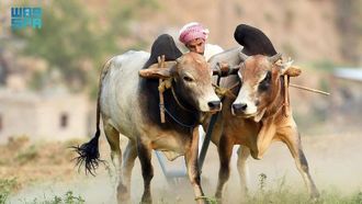 الزراعة التقليدية تعزز السياحة في عسير