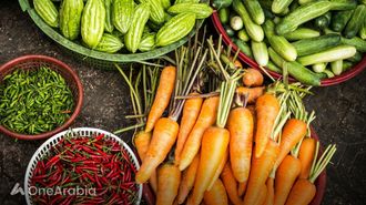 أفضل المواد لحفظ الأطعمة