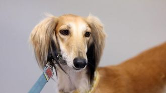 مسابقة السلوقي بمعرض الصيد والفروسية