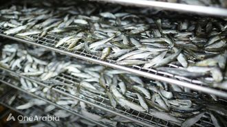 الأسماك الصغيرة تعزز صحة المرأة