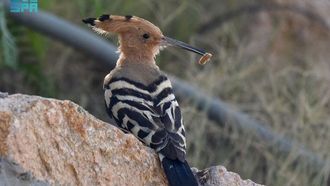 تغير الفصول في الطائف