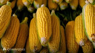 Summer's Best Corn Recipes