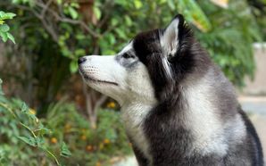 Make International Dog Day Special