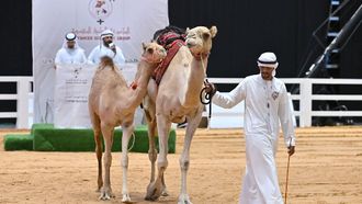 ADIHEX Camel Auction Hits AED 2.5M