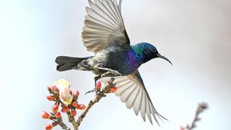 Aseer's Rich Bird Life