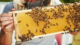 فوائد سم نحل العسل