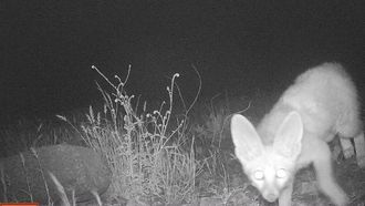 ثعلب نادر تم رصده في حديقة بالإمارات