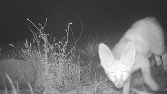 Rare Fox Spotted In UAE Park