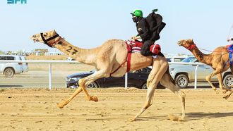 Global Stars At Saudi Camel Race