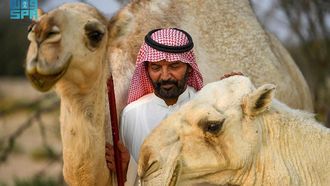 Camels And Owners: A Cultural Bond