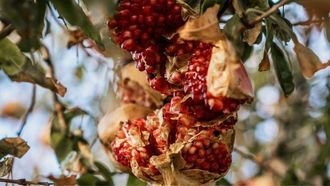 Celebrating The Pomegranate Harvest In Oman