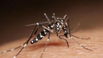 بعوض النمر: ناقل لحمى الضنك في فرنسا