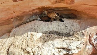 Rare Vulture Colonies Discovered