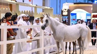 مزاد الصقور في ابوظبي