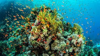 Guard The Great Barrier Reef