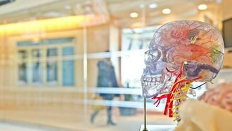 حجم دماغ الرجل يتقلب يوميا مع الهرمونات