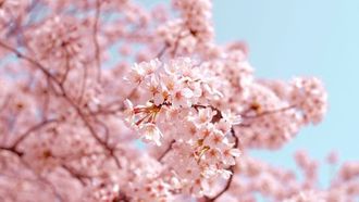 New Model Predicts Japan's Cherry Blossom Bloom