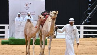 معرض أبوظبي الدولي للصيد والفروسية ٢٠٢٤