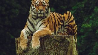 خطة روسية معدلة لحماية نمر آمور