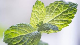 الأعشاب البحرية قد تمنع الإصابة بمرض باركنسون