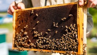 DusitD2 Resort: Local Ties & Inclusivity