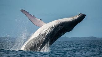 Whale Watching At Waldorf Astoria