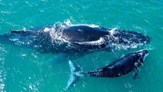 Whale Watching In Seychelles Luxury