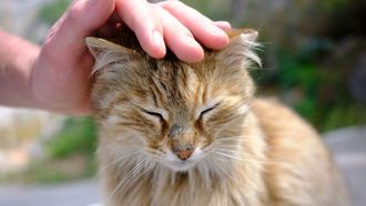 Why Petting Your Cat Causes Static Electricity