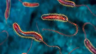 ارتفاع حاد في عدد الوفيات بسبب الكوليرا في نيجيريا