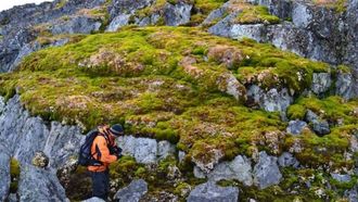 Vegetation Expansion On Antarctic Peninsula