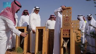 NCW Releases Arabian Sand Gazelles In Buraydah