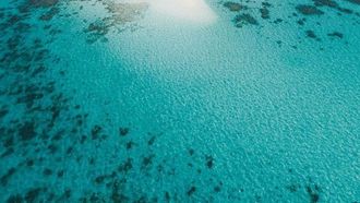 الشعاب المرجانية في الليث والقنفذة