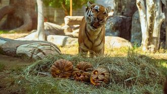 Halloween Fun Awaits At Emirates Park Zoo