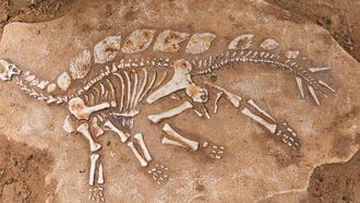 اكتشاف حفرية غامضة لسلف رشيق للديناصورات