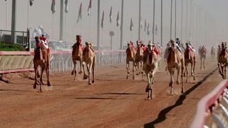 الرياضات التراثية تعزز الهوية الوطنية لدولة الإمارات