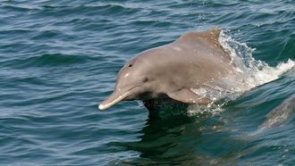 Abu Dhabi Hosts IUCN Species Conservation Meeting