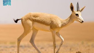 KSRNR Protects Arabian Sand Gazelles