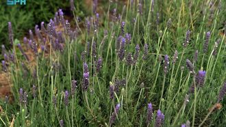 Lavender Honey Joins Aseer’s Beekeeping Scene
