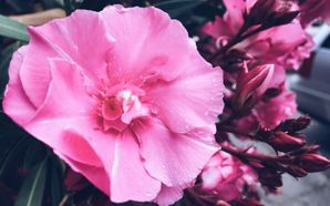 Tips For Lawn Care In Dubai