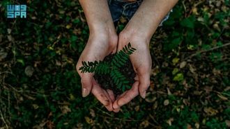 رأس المال المؤسسي والاستدامة البيئية في مؤتمر الأطراف السادس عشر