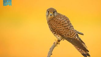 تكاثر الصقور في محمية الملك سلمان