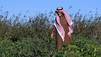 ممارسات الزراعة العضوية المستدامة في الطائف