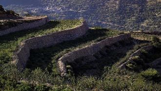 Taif Farms: A Leader In Organic Agriculture