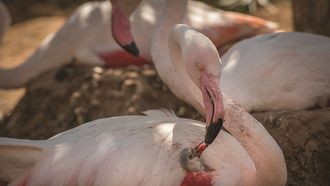 Salma Al Suwaidi Wins HIPA Photography Award