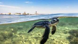 العثور على أكبر موقع لتعشيش السلاحف البحرية في البحر الأحمر